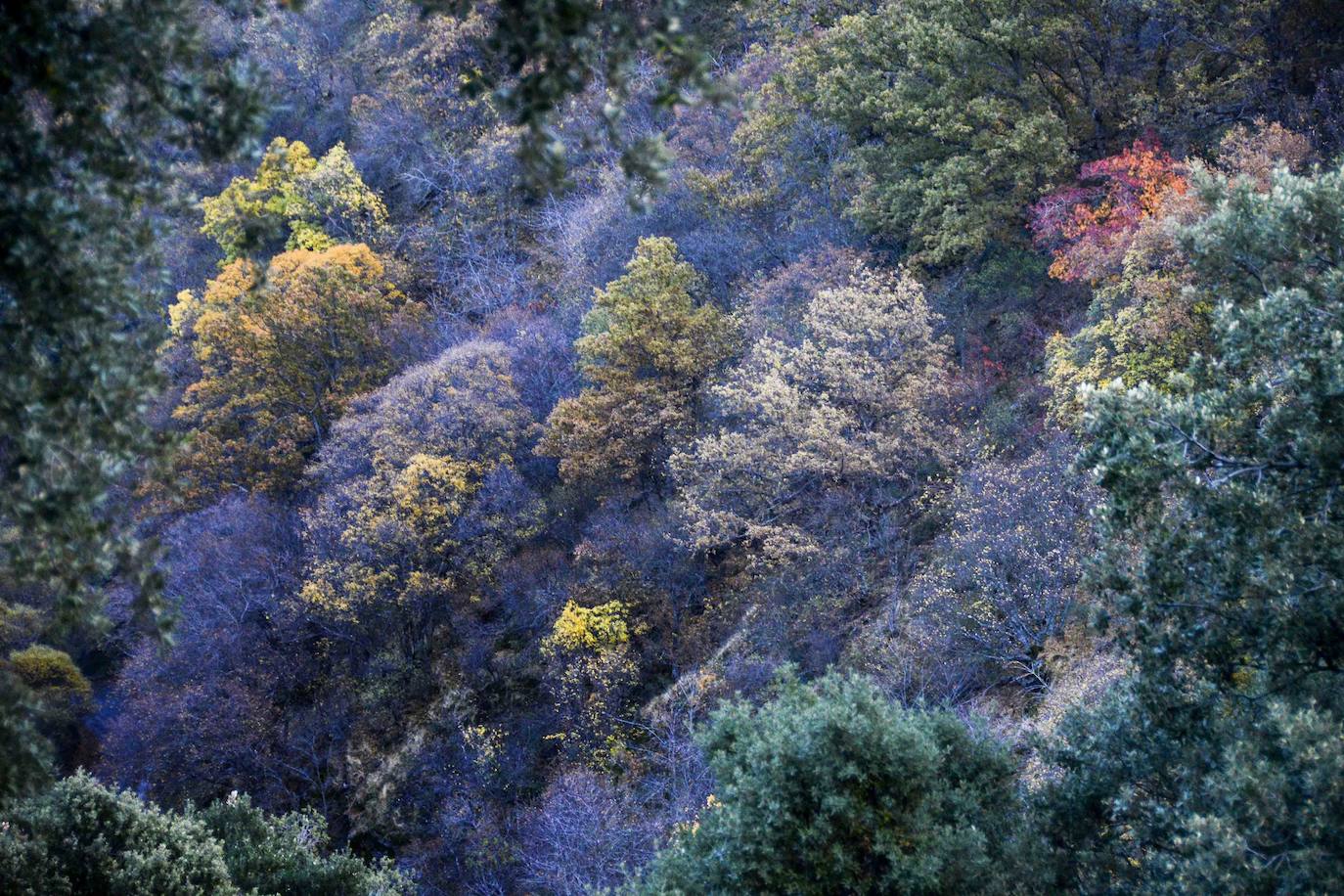 Fotos El bosque encantado de Lugros, una maravilla del otoño granadino Guadix Ideal